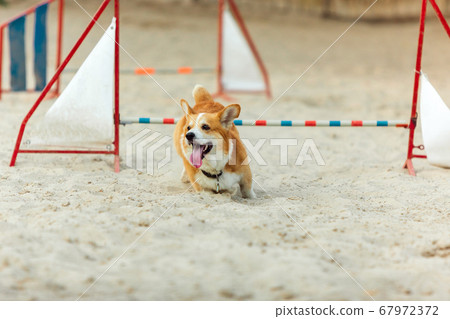Little cute Corgi dog performing during the show in competition 67972372