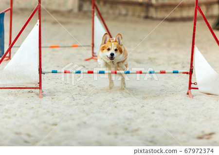Little cute Corgi dog performing during the show in competition 67972374