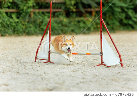 Little cute Corgi dog performing during the show in competition Little cute Corgi dog performing during the show in competition 67972426