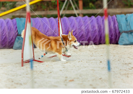 Little cute Corgi dog performing during the show in competition 67972433