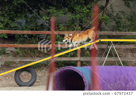Little cute Corgi dog performing during the show in competition 67972437