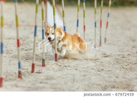 Little cute Corgi dog performing during the show in competition Little cute Corgi dog performing during the show in competition 67972439