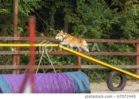 Little cute Corgi dog performing during the show in competition 67972448