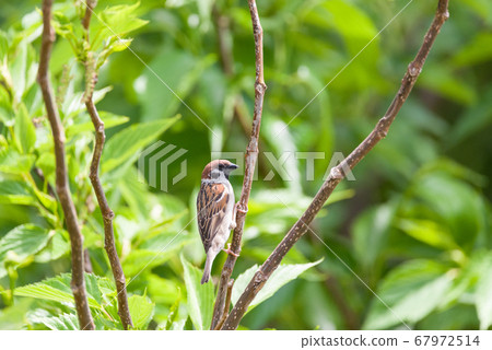 Sparrow Sparrow Tree Sparrow Eurasian Tree Sparrow 67972514