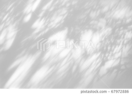 shadows of the tree branches on a white wall 67972886