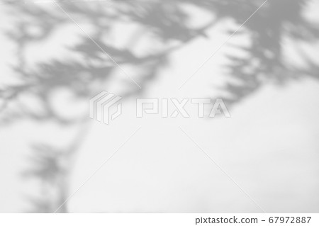 shadows of the tree branches on a white wall 67972887