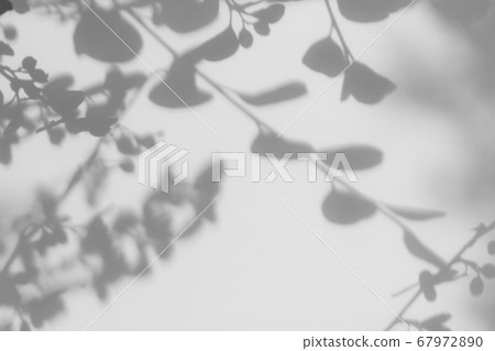 gray shadow of leaves on a white wall gray shadow of leaves on a white wall 67972890