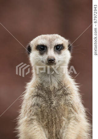 Meerkat's cute portrait meerkat 67972943