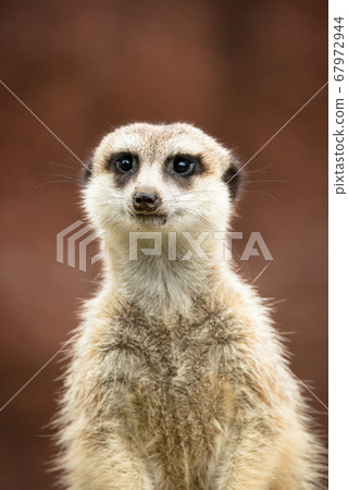 Meerkat's cute portrait meerkat 67972944