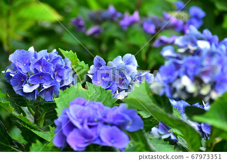雨季花 繡球花 照片素材 圖片 圖庫