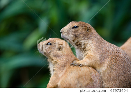 Cute prairie dog prairie dog Cute prairie dog prairie dog 67973494