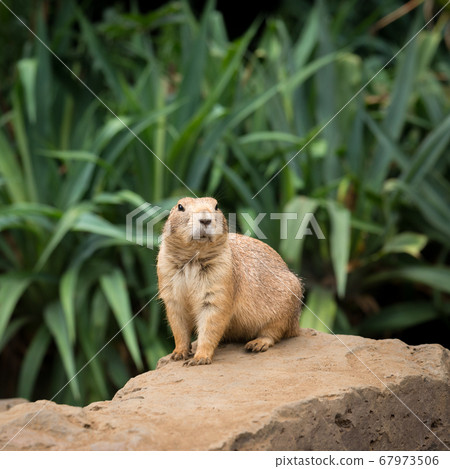 Cute prairie dog prairie dog 67973506