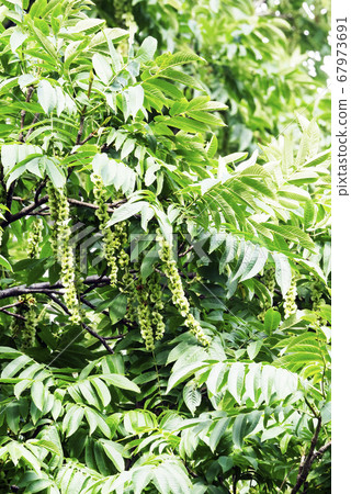 Landscape Natural plant photo Sawagurumi flower Inedible walnut Landscape Natural plant photo Sawagurumi flower Inedible walnut 67973691
