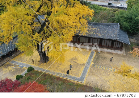 全州良校儒學學校的銀杏葉秋景無人機拍攝 67973708
