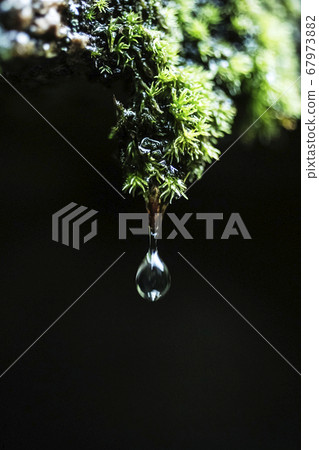 雨後從苔蘚上掉下來 雨後從苔蘚上掉下來 67973882