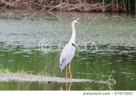 A heron nestling in the water and yawning A heron nestling in the water and yawning 67973985