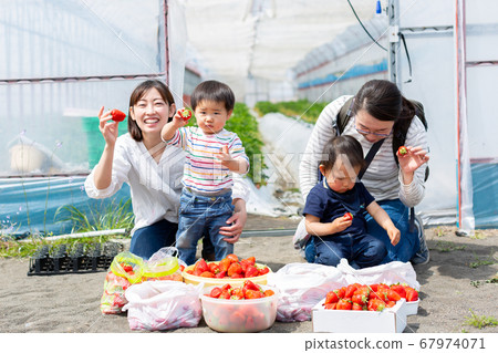 Strawberry picking with family Infant strawberry picking Strawberry picking with family Infant strawberry picking 67974071