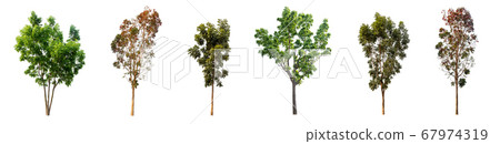 The collection of trees isolated on white The collection of trees isolated on white 67974319