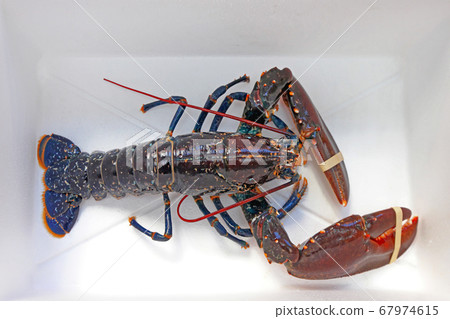 Lobster Box Lobster Box 67974615