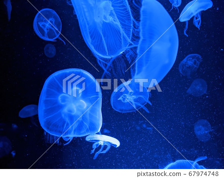 Flying floating mongolia 67974748