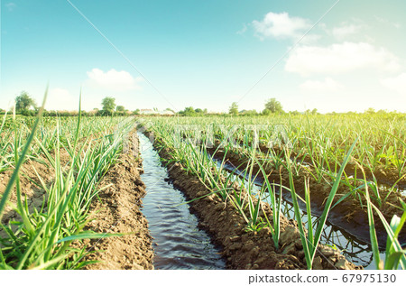 Landscape leek onion plantation and water flows through irrigation canals. Agriculture and agribusiness. Conservation of water resources and reduction pollution. Caring for plants, growing food. 67975130