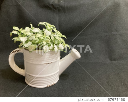 Black Background Green Flower Petunia Potted Plant 67975468