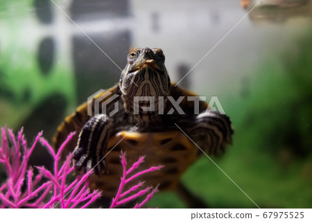 Pond slider in water in an aquarium Pond slider in water in an aquarium 67975525