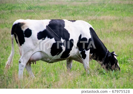 Black white cow in a green field Black white cow in a green field 67975528