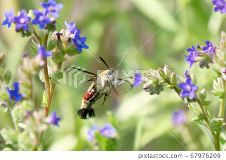 Himekuro Houjak who sucks the nectar of Arcanet while hovering Himekuro Houjak who sucks the nectar of Arcanet while hovering 67976209