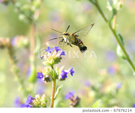 Himekuro Houjak who sucks the nectar of Arcanet while hovering 67976214