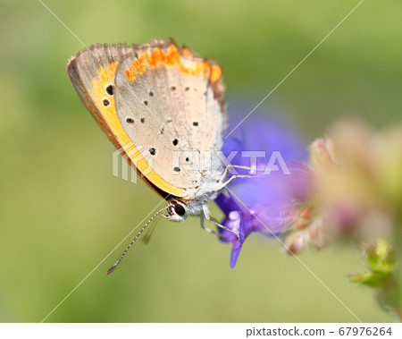 Benijijimi sucking Arcanet's honey 67976264