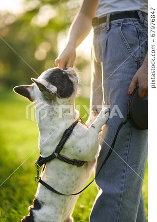Unrecognizable woman feeding french bulldog outdoors. 67976847