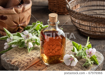 A bottle of marshmallow root tincture with fresh marshmallow flowers 67976966