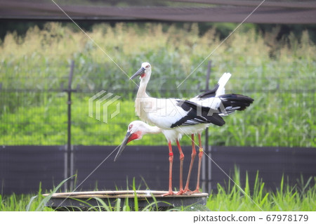Stork no Sato, Noda City, Chiba Prefecture 67978179