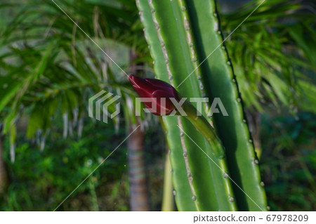 Blooming geckavidin buds on a new moon or full moon night Blooming geckavidin buds on a new moon or full moon night 67978209