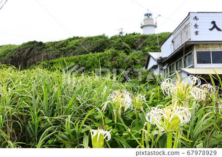 Scenery of Jogashima Island, Miura Peninsula during the rainy season 67978929
