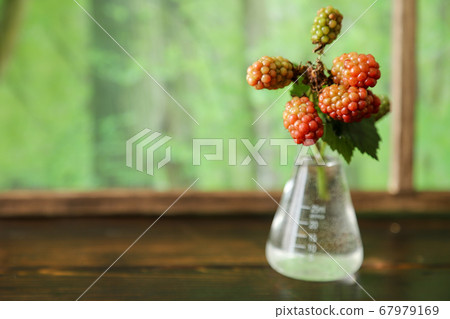 未成熟的黑莓在燒瓶中 未成熟的黑莓在燒瓶中 67979169