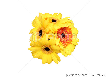 非洲菊花束 非洲菊花束 67979172