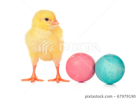 Easter colorful eggs and cute little chicken isolated on white 67979190