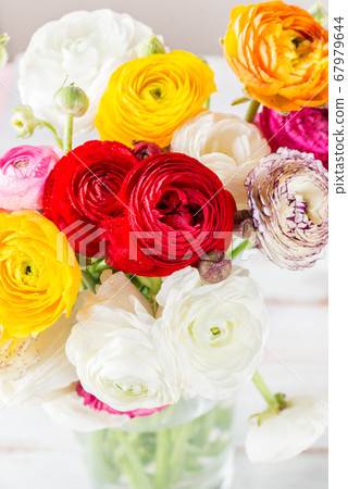 Ranunculus Buttercup Flowers of different colours Ranunculus Buttercup Flowers of different colours 67979644