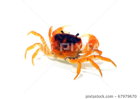 White crab, white background 67979670