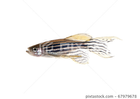 Zebra Danio white background 67979678