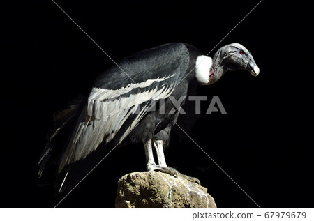 Condor black background 67979679