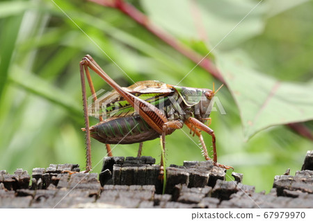 黃蚱hopper(雄) 黃蚱hopper(雄) 67979970