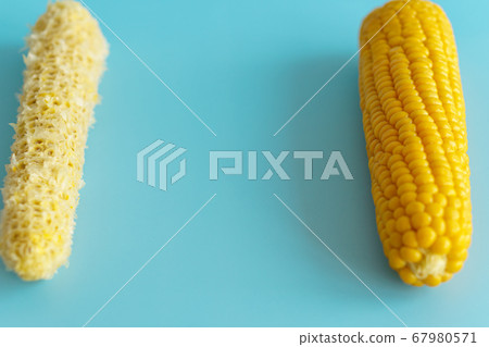 Whole and empty corn cob. Maize. Zea mays. Two boiled corncobs. One with delicious yellow-golden sweetcorn grains and the other gnawed. Organic food with dietary fiber. Isolated on blue background. Whole and empty corn cob. Maize. Zea mays. Two boiled corncobs. One with delicious yellow-golden sweetcorn grains and the other gnawed. Organic food with dietary fiber. Isolated on blue background. 67980571