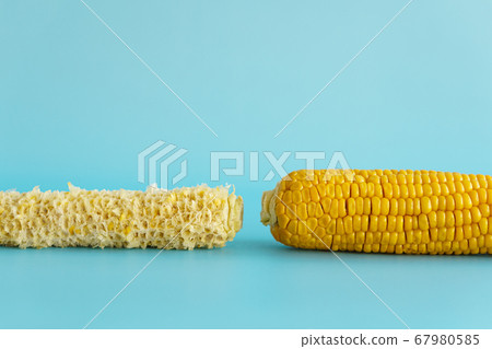 Whole and empty corn cob. Maize. Zea mays. Two boiled corncobs. One with delicious yellow-golden sweetcorn grains and the other gnawed. Organic food with dietary fiber. Isolated on blue background. 67980585