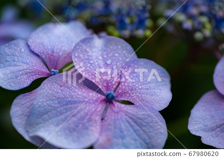 Gaku Hydrangea Water Drop 67980620