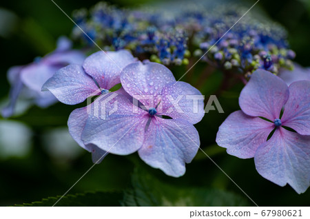 Gaku Hydrangea Water Drop Gaku Hydrangea Water Drop 67980621