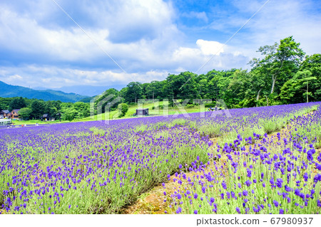 夏季薰衣草公園 夏季薰衣草公園 67980937