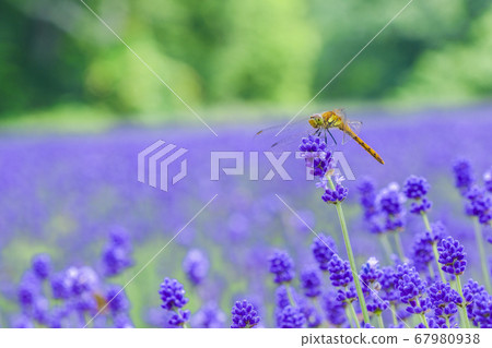 薰衣草和Akiakane 67980938